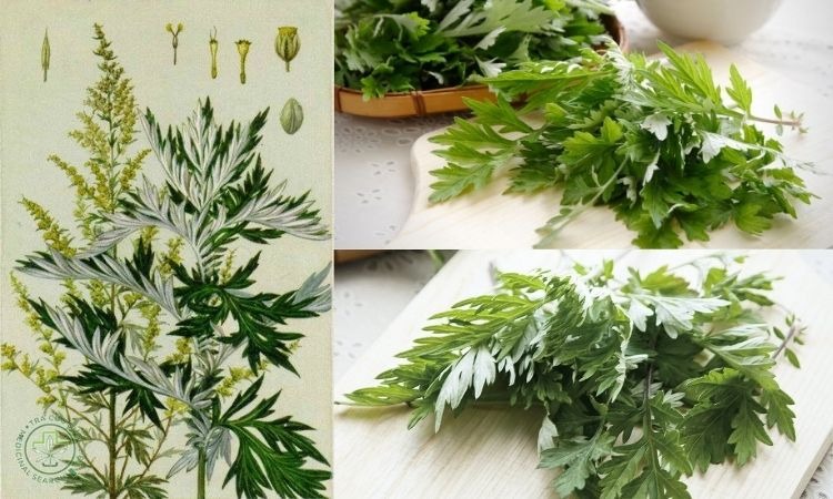 Đồ gia dụng Seka ngải cứu